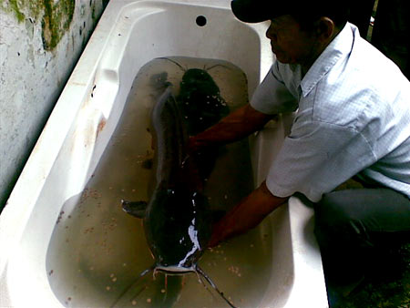 Ikan Lele Raksasa « Ladybarefoot's Blog